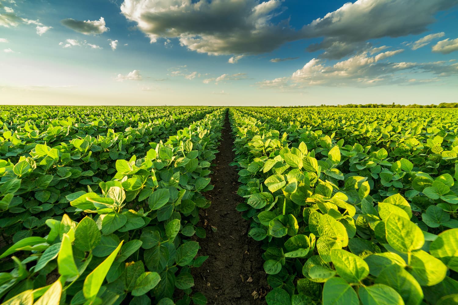 Regenerative Agriculture Field Lab