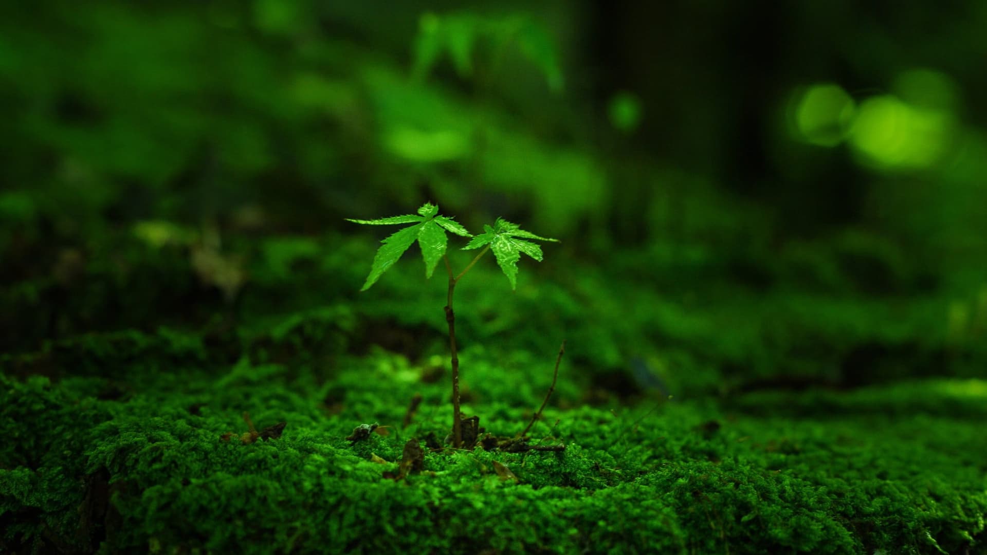 Background