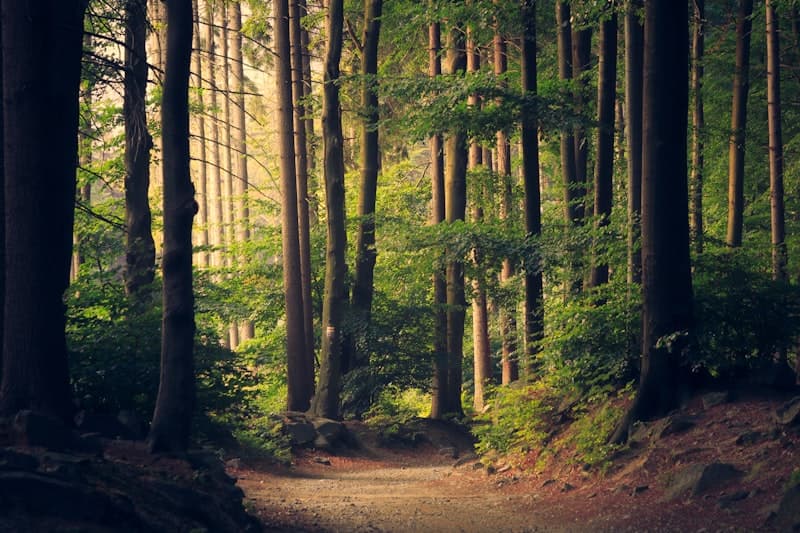 The Rise of Nature-Positive Business Models